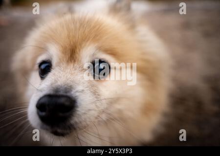 Nahaufnahme eines süßen, flauschigen Hundes mit neugierigen Augen, fokussiert auf Nase und Gesicht. Stockfoto