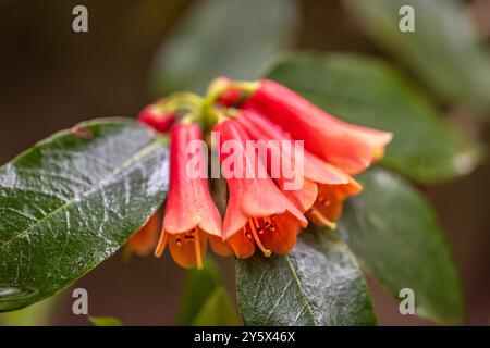 Rhododendron „Keysii“, Nymans NT, Handcross, West Sussex, England, UK Stockfoto