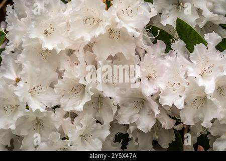 Great White Rhododendron, Nymans NT, Handcross, West Sussex, England, UK Stockfoto