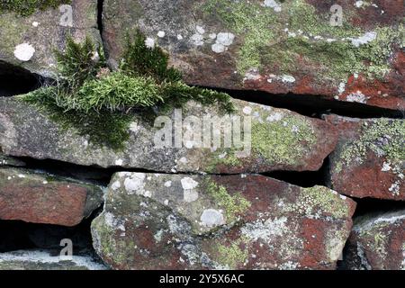 Moos und Flechten wachsen an einer Trockenmauer in West Yorkshire. Stockfoto