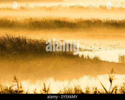 Blick von hinten auf Lady Fen bei Sonnenaufgang, WWT Welney, Norfolk, England Stockfoto