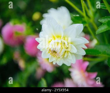 Unberührte weiße Dahlienblüte mit gelbem Zentrum in voller Blüte, umgeben von grünem Laub und sanften rosa Blüten im Hintergrund. Stockfoto