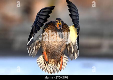 Stockenten im Winter Stockenten Stockenten *** Mallards im Winter Mallards Mallards Stockfoto