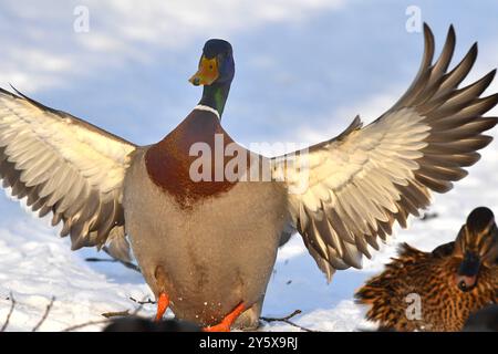 Stockenten im Winter Stockenten Stockenten *** Mallards im Winter Mallards Mallards Stockfoto