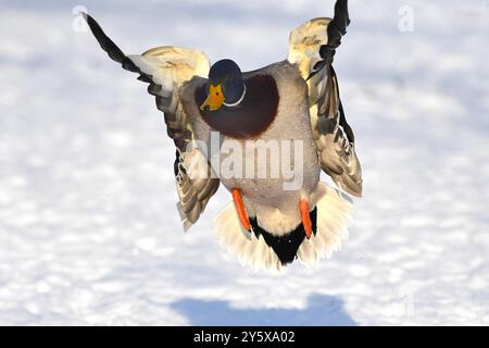 Stockenten im Winter Stockenten Stockenten *** Mallards im Winter Mallards Mallards Stockfoto