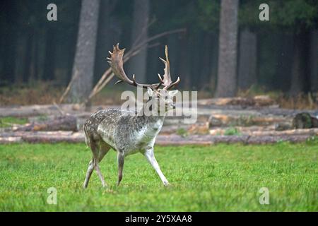 Damwild Damwild im Herbst Damhirsche zur Brunftzeit *** Damhirsch im Herbstbrach Hirsch während der Brunftzeit Stockfoto