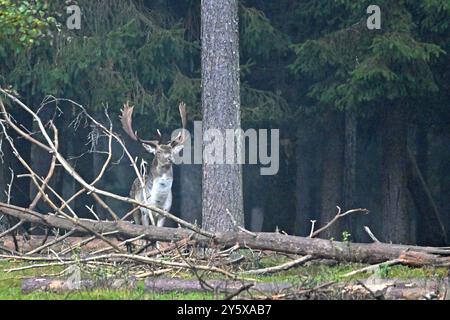 Damwild Damwild im Herbst Damhirsche zur Brunftzeit *** Damhirsch im Herbstbrach Hirsch während der Brunftzeit Stockfoto