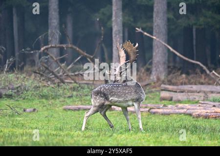 Damwild Damwild im Herbst Damhirsche zur Brunftzeit *** Damhirsch im Herbstbrach Hirsch während der Brunftzeit Stockfoto