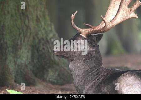 Damwild Damwild im Herbst Damhirsche zur Brunftzeit *** Damhirsch im Herbstbrach Hirsch während der Brunftzeit Stockfoto