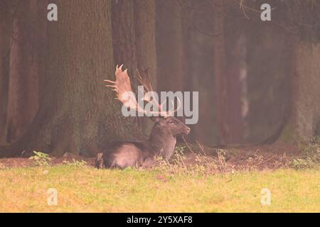 Damwild Damwild im Herbst Damhirsche zur Brunftzeit *** Damhirsch im Herbstbrach Hirsch während der Brunftzeit Stockfoto