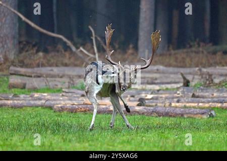 Damwild Damwild im Herbst Damhirsche zur Brunftzeit *** Damhirsch im Herbstbrach Hirsch während der Brunftzeit Stockfoto