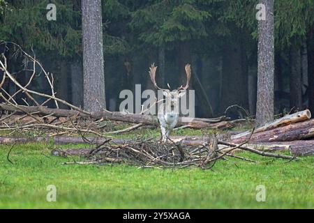 Damwild Damwild im Herbst Damhirsche zur Brunftzeit *** Damhirsch im Herbstbrach Hirsch während der Brunftzeit Stockfoto