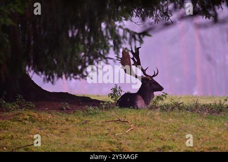 Damwild Damwild im Herbst Damhirsche zur Brunftzeit *** Damhirsch im Herbstbrach Hirsch während der Brunftzeit Stockfoto