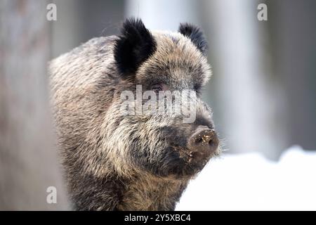 Wildschweine Wildschweine Sauen im Winter *** Wildschweine Wildschweine Sauen im Winter Stockfoto