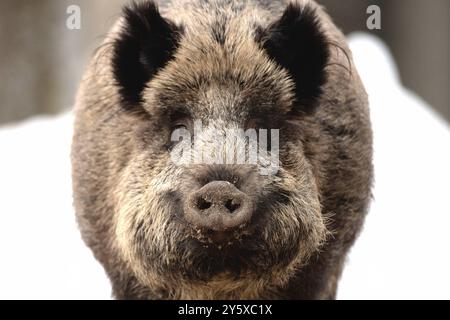 Wildschweine Wildschweine Sauen im Winter *** Wildschweine Wildschweine Sauen im Winter Stockfoto