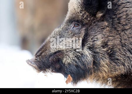 Wildschweine Wildschweine Sauen im Winter *** Wildschweine Wildschweine Sauen im Winter Stockfoto