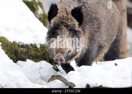 Wildschweine Wildschweine Sauen im Winter *** Wildschweine Wildschweine Sauen im Winter Stockfoto