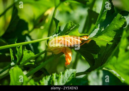 Zucchini blüht im Sommer im Garten. Stockfoto