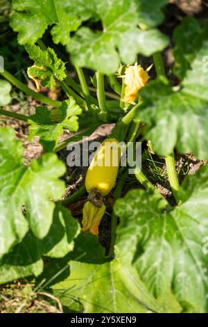 Zucchini blüht im Sommer im Garten. Stockfoto