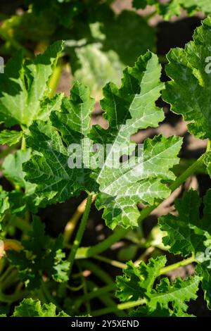 Zucchini blüht im Sommer im Garten. Stockfoto