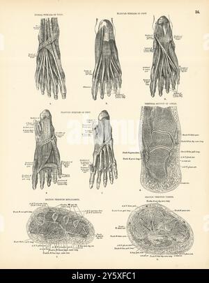 Anatomie. Dorsale/Plantare Fußmuskeln, Knöchel, Tarsus, Metatarsus Abschnitte 1880 Stockfoto