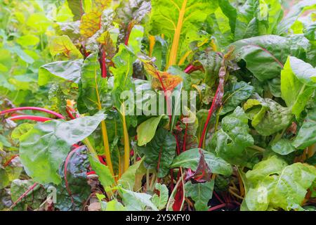 Rübenanbau im Gemüsegarten. Blatt von mangold in der Landwirtschaft. Ernte. Gemüseanbau im Hüttengarten. Stockfoto