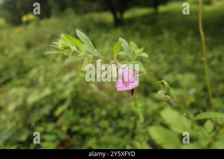 Siehe Sesamum indicum. Eine vielseitige Pflanze mit einer reichen Geschichte. Dieses jährliche Kraut wird seit Tausenden von Jahren wegen seiner Nährwerte angebaut. Stockfoto