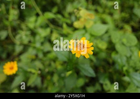 Sehen Sie sich diese Wedila-Blume an: Die natureigene „Welcome Mat“ für Buschgrillen, Eine Kombination aus Grün und Gold macht sie zu einer wunderschönen Blume am Morgen. Stockfoto