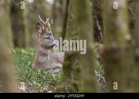 Rehbock sitzt im Wald. Stockfoto