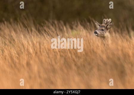 Rehbock mit Samtgeweih in langem Gras. Stockfoto