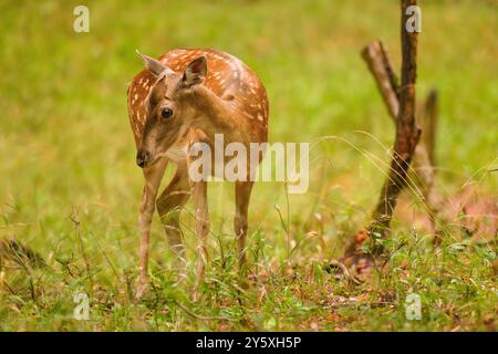 Damhirsch, Dama Dama, weidet auf Herbstwiesen. Tierwelt in Europa. Stockfoto