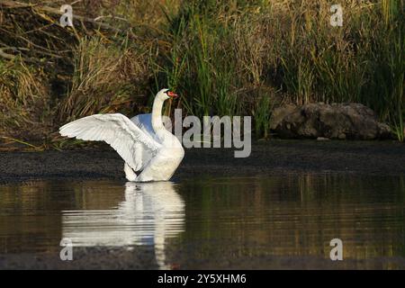 schwan im Wasser spreizt seine Flügel Stockfoto