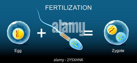 Befruchtung. Nahaufnahme von Spermatozoen oder haploiden männlichen Gameten, die sich mit einer Eizelle zu einer Zygote verbinden. Isometrische flache Abbildung. Realistischer Vektor Stock Vektor