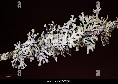 Makrofoto der Mönchsverdiener (Hypnogymnia physodes) aus Telemark, Südnorwegen. Stockfoto