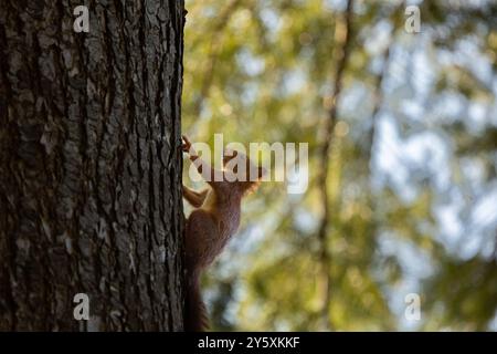 Ein rotes Eichhörnchen klettert auf einen Baum mit Herbstlaub im Hintergrund Stockfoto