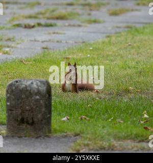 Ein rotes Eichhörnchen, das auf Gras steht, mit einer Eichel im Mund Stockfoto
