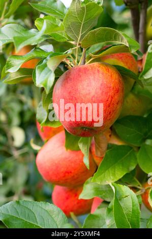 Reife rote Äpfel, die auf dem Baum wachsen, gesunde Früchte auf dem Plateau, Ernte im Sommer oder Herbst, Landwirtschaft Bauernhof, Garten Stockfoto