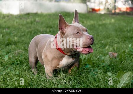Ein amerikanischer Tyrannehund erkundet einen üppig grünen Garten unter Sonnenlicht und zeigt seine freundliche und verspielte Natur Stockfoto