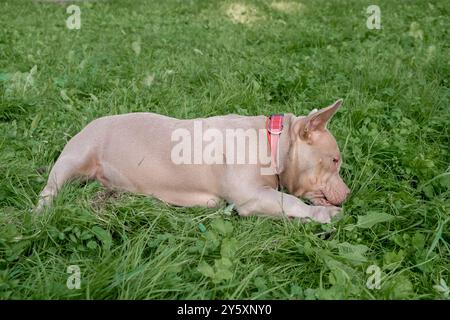 Ein amerikanischer Tyrannehund liegt ruhig auf üppig grünem Gras und genießt einen friedlichen Nachmittag in einem sonnigen Park Stockfoto