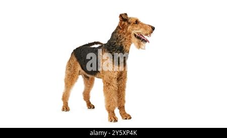 Der flauschige, entzückende Airedale Terrier mit schelmischem Grinsen steht hoch und stolz vor weißem Studiohintergrund. Hund sieht gesund aus. Stockfoto