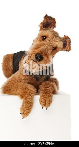 Was ist los? Curious Airedale Terrier liegt auf seinem Bauch, Kopf zur Seite geneigt, mit verspieltem Ausdruck vor weißem Studiohintergrund. Stockfoto