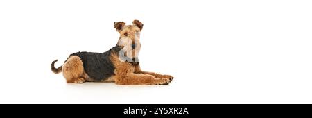 Banner. Der entspannte Airedale Terrier liegt auf seiner Seite und blickt auf die Kamera mit ruhigem und selbstbewusstem Ausdruck vor weißem Studiohintergrund. Stockfoto