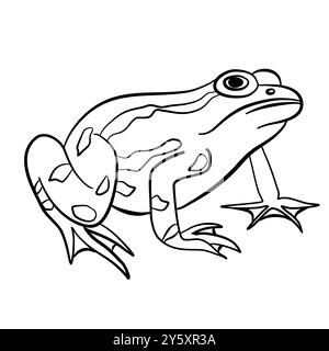 Frösche und Kröte. Realistische flache Vektorillustration auf weißem Hintergrund in der Umrisse für Malbuch Stock Vektor