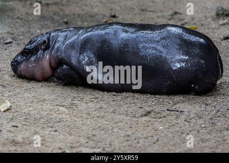 Chonburi, Thailand. September 2024. Ein weibliches Pygmäen-Nilpferd namens „Moo Deng“, was für Schwangere bedeutet, die im Khao Kheow Open Zoo in der Provinz Chonburi östlich von Bangkok auf dem Boden liegen. Der neue Star des Khao Kheow Open Zoo ist ein weibliches Pygmäen-Nilpferd. Geboren am 10. Juli 2024, als Tochter einer Mutter namens Jona, 25 Jahre alt, und eines Vaters namens Tony, 24 Jahre alt, ist das Hüpfschwein das siebte Tier des Khao Kheow Open Zoo von diesen Eltern. Quelle: SOPA Images Limited/Alamy Live News Stockfoto