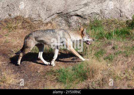 Europäischer Grauer Wolf oder eurasischer Wolf (Canis Lupus Lupus) auf dem Streifzug, zurückkehrende Wölfe in Europa Stockfoto