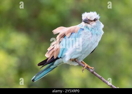 Europäische Roller (Coracius garrulus garrulus) Limpopo, Südafrika. Weltweit Fast Bedroht Stockfoto