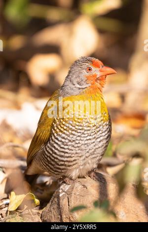 Grün-geflügelte Pytilia (Pytilia melba) alias Melba Finch Limpopo, Südafrika Stockfoto