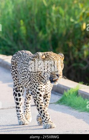 Großer männlicher afrikanischer Leopard (Panthera pardus), überquert eine Niedrigwasserbrücke bei Sonnenuntergang, Kruger-Nationalpark, Südafrika Stockfoto