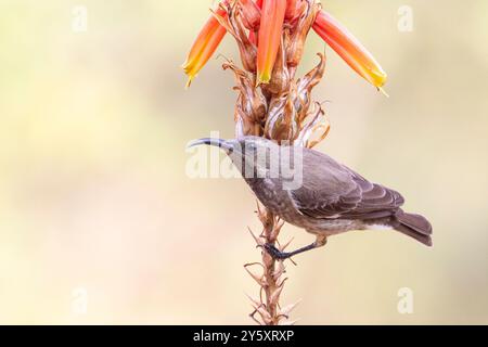 Scarlet-breasted Sunbird oder Scarlet-Chest Sunbird female (Chalcomitra senegalensis) Limpopo, Südafrika Stockfoto