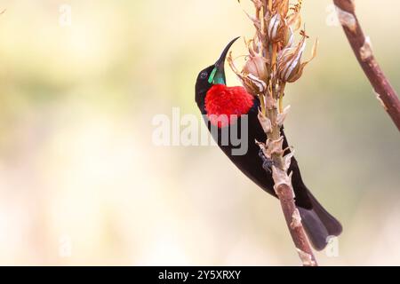 Scarlet-breasted Sunbird oder Scarlet-Chest Sunbird (Chalcomitra senegalensis) männlich auf Aloe, Limpopo, Südafrika Stockfoto